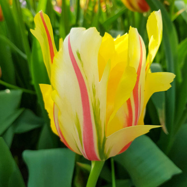 Frejus Tulip Bulbs Blooms Species Growing Bonsai Roots Rhizomes Corms Tubers Potted Planting Reblooming Fragrant Garden Flower Seeds Plant