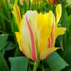 Frejus Tulip Bulbs Blooms Species Growing Bonsai Roots Rhizomes Corms Tubers Potted Planting Reblooming Fragrant Garden Flower Seeds Plant