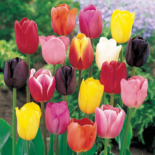 Mixed Tulips Super Bag Tulip Bulbs Blooms Species Growing Bonsai Roots Rhizomes Corms Tubers Potted Planting Reblooming Fragrant Garden Flower Seeds Plant