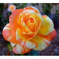Orange White Rose Seedlings Flower Seeds Perennial Growing Bonsai Corms Tubers Potted Planting Reblooming Fragrant Garden Roots Rhizomes Species Blooms Plant Bulbs Gardening Tree