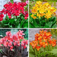 Tropical Dwarf Canna Collection Bulbs Perennial Growing Bonsai Roots Rhizomes Corms Tubers Potted Planting Reblooming Fragrant Garden Species Blooms Flower Seeds Plant Gardening - Seedsplant