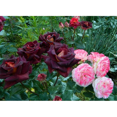 Dark Knigh Rose Seedlings Flower Seeds Perennial Growing Bonsai Corms Tubers Potted Planting Reblooming Fragrant Garden Roots Rhizomes Species Blooms Plant Bulbs Gardening Tree