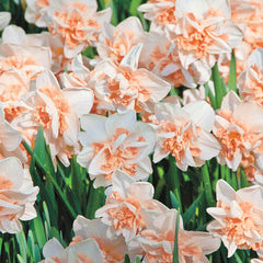 Delnashaugh Daffodil Super Sak Narcissus Bulbs Blooms Species Growing Bonsai Roots Rhizomes Corms Tubers Potted Planting Reblooming Fragrant Garden Flower Seeds Plant