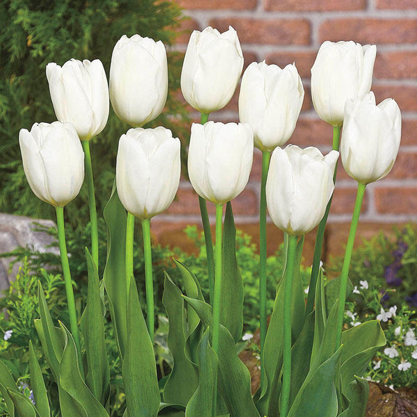 Hakuun Tulip Bulbs Blooms Species Growing Bonsai Roots Rhizomes Corms Tubers Potted Planting Reblooming Fragrant Garden Flower Seeds Plant
