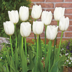 Hakuun Tulip Bulbs Blooms Species Growing Bonsai Roots Rhizomes Corms Tubers Potted Planting Reblooming Fragrant Garden Flower Seeds Plant