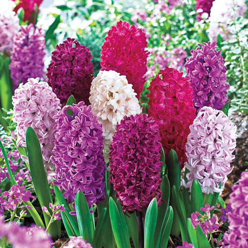 Monet Hyacinth Mixture Bulbs Blooms Species Growing Bonsai Roots Rhizomes Corms Tubers Potted Planting Reblooming Fragrant Garden Flower Seeds Plant Gardening