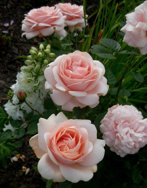 Fugain Rose Seedlings Flower Seeds Perennial Growing Bonsai Corms Tubers Potted Planting Reblooming Fragrant Garden Roots Rhizomes Species Blooms Plant Bulbs Gardening Tree
