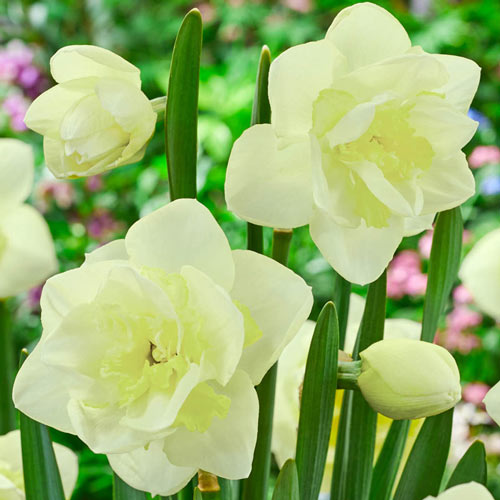 Angkor Daffodil Narcissus Bulbs Blooms Species Growing Bonsai Roots Rhizomes Corms Tubers Potted Planting Reblooming Fragrant Garden Flower Seeds Plant