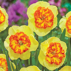 Vulcanello Daffodil Narcissus Bulbs Blooms Species Growing Bonsai Roots Rhizomes Corms Tubers Potted Planting Reblooming Fragrant Garden Flower Seeds Plant