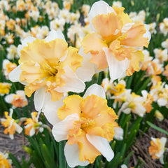 Casanova Daffodil Narcissus Bulbs Blooms Species Growing Bonsai Roots Rhizomes Corms Tubers Potted Planting Reblooming Fragrant Garden Flower Seeds Plant - Seedsplant