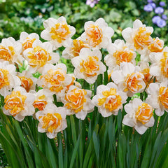 Double Daffodil Mix Narcissus Bulbs Blooms Species Growing Bonsai Roots Rhizomes Corms Tubers Potted Planting Reblooming Fragrant Garden Flower Seeds Plant