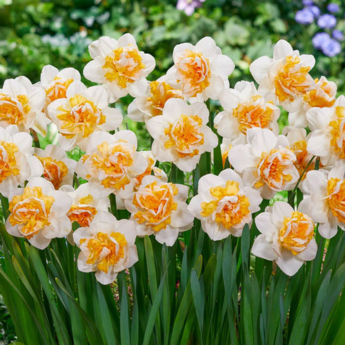Peach Prince Daffodil Narcissus Bulbs Blooms Species Growing Bonsai Roots Rhizomes Corms Tubers Potted Planting Reblooming Fragrant Garden Flower Seeds Plant