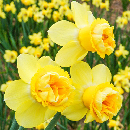 Milena Daffodil Narcissus Bulbs Blooms Species Growing Bonsai Roots Rhizomes Corms Tubers Potted Planting Reblooming Fragrant Garden Flower Seeds Plant
