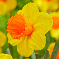 Dunstan's Fire Daffodil Narcissus Bulbs Blooms Species Growing Bonsai Roots Rhizomes Corms Tubers Potted Planting Reblooming Fragrant Garden Flower Seeds Plant