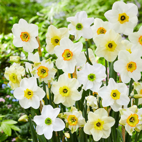 Green Daffodil Mixture Narcissus Bulbs Blooms Species Growing Bonsai Roots Rhizomes Corms Tubers Potted Planting Reblooming Fragrant Garden Flower Seeds Plant