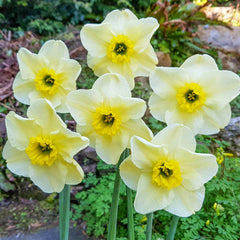 Mint Julep Daffodil Mixture Narcissus Bulbs Blooms Species Growing Bonsai Roots Rhizomes Corms Tubers Potted Planting Reblooming Fragrant Garden Flower Seeds Plant