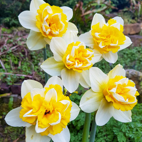 Banana Split Daffodil Narcissus Bulbs Blooms Species Growing Bonsai Roots Rhizomes Corms Tubers Potted Planting Reblooming Fragrant Garden Flower Seeds Plant