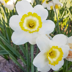 Green Island Daffodil Mixture Narcissus Bulbs Blooms Species Growing Bonsai Roots Rhizomes Corms Tubers Potted Planting Reblooming Fragrant Garden Flower Seeds Plant
