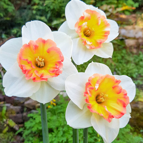 Pink Sparkler Daffodil Narcissus Bulbs Blooms Species Growing Bonsai Roots Rhizomes Corms Tubers Potted Planting Reblooming Fragrant Garden Flower Seeds Plant