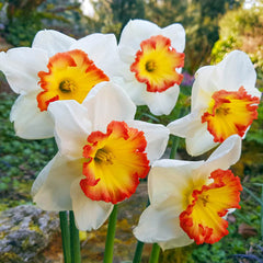 Pink Bomb Daffodil Mixture Narcissus Bulbs Blooms Species Growing Bonsai Roots Rhizomes Corms Tubers Potted Planting Reblooming Fragrant Garden Flower Seeds Plant