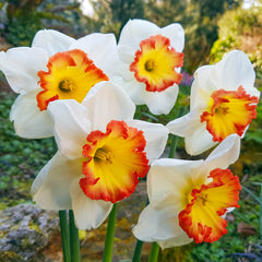Pink Bomb Daffodil Narcissus Bulbs Blooms Species Growing Bonsai Roots Rhizomes Corms Tubers Potted Planting Reblooming Fragrant Garden Flower Seeds Plant