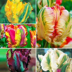 Wow Parrot Tulip Collection Tulip Bulbs Blooms Species Growing Bonsai Roots Rhizomes Corms Tubers Potted Planting Reblooming Fragrant Garden Flower Seeds Plant