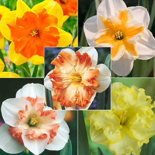 Butterfly Collection Daffodil Narcissus Bulbs Blooms Species Growing Bonsai Roots Rhizomes Corms Tubers Potted Planting Reblooming Fragrant Garden Flower Seeds Plant