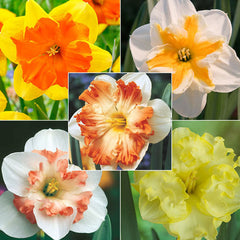 Butterfly Collection Daffodil Narcissus Bulbs Blooms Species Growing Bonsai Roots Rhizomes Corms Tubers Potted Planting Reblooming Fragrant Garden Flower Seeds Plant