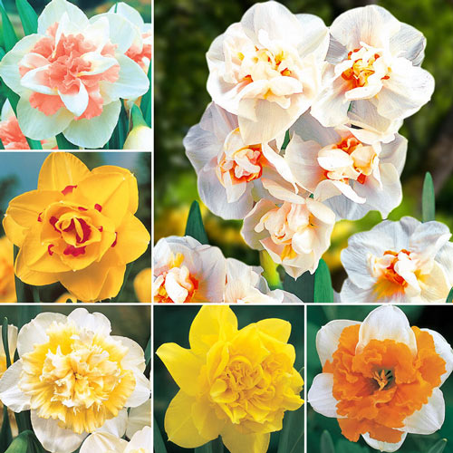 Deluxe Double Daffodil Collection Narcissus Bulbs Blooms Species Growing Bonsai Roots Rhizomes Corms Tubers Potted Planting Reblooming Fragrant Garden Flower Seeds Plant