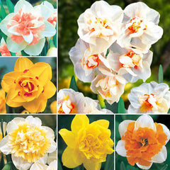 Deluxe Double Daffodil Collection Narcissus Bulbs Blooms Species Growing Bonsai Roots Rhizomes Corms Tubers Potted Planting Reblooming Fragrant Garden Flower Seeds Plant