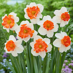 Heartbeat Daffodil Narcissus Bulbs Blooms Species Growing Bonsai Roots Rhizomes Corms Tubers Potted Planting Reblooming Fragrant Garden Flower Seeds Plant