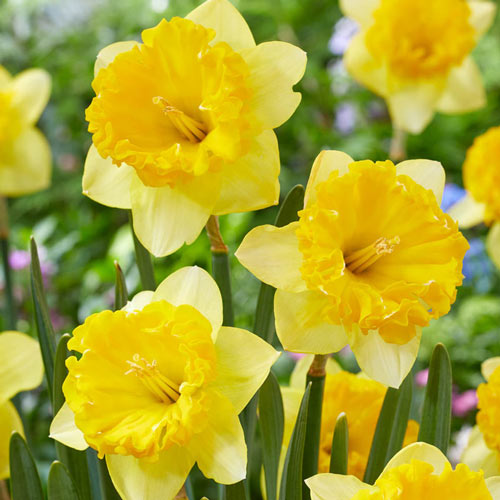 Beowulf Daffodil Narcissus Bulbs Blooms Species Growing Bonsai Roots Rhizomes Corms Tubers Potted Planting Reblooming Fragrant Garden Flower Seeds Plant