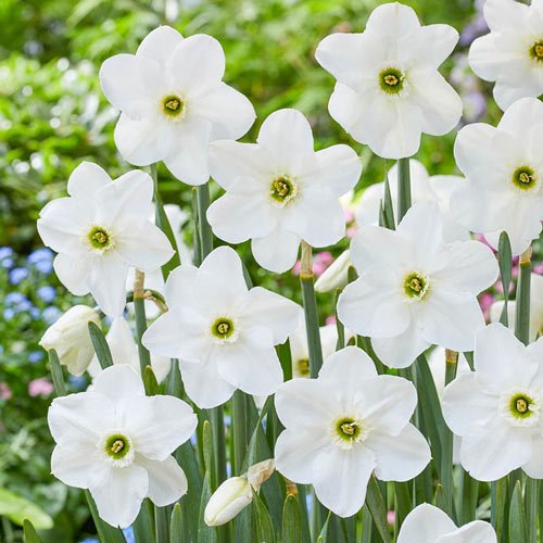 Dallas Daffodil Narcissus Bulbs Blooms Species Growing Bonsai Roots Rhizomes Corms Tubers Potted Planting Reblooming Fragrant Garden Flower Seeds Plant