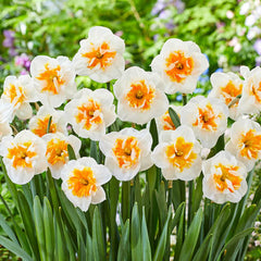 Narcissus Dolly Mollinger Daffodil Bulbs Blooms Species Growing Bonsai Roots Rhizomes Corms Tubers Potted Planting Reblooming Fragrant Garden Flower Seeds Plant