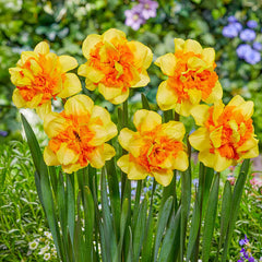 Sun Catchers Daffodil Narcissus Bulbs Blooms Species Growing Bonsai Roots Rhizomes Corms Tubers Potted Planting Reblooming Fragrant Garden Flower Seeds Plant