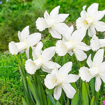 Lady Madonna Daffodil Narcissus Bulbs Blooms Species Growing Bonsai Roots Rhizomes Corms Tubers Potted Planting Reblooming Fragrant Garden Flower Seeds Plant