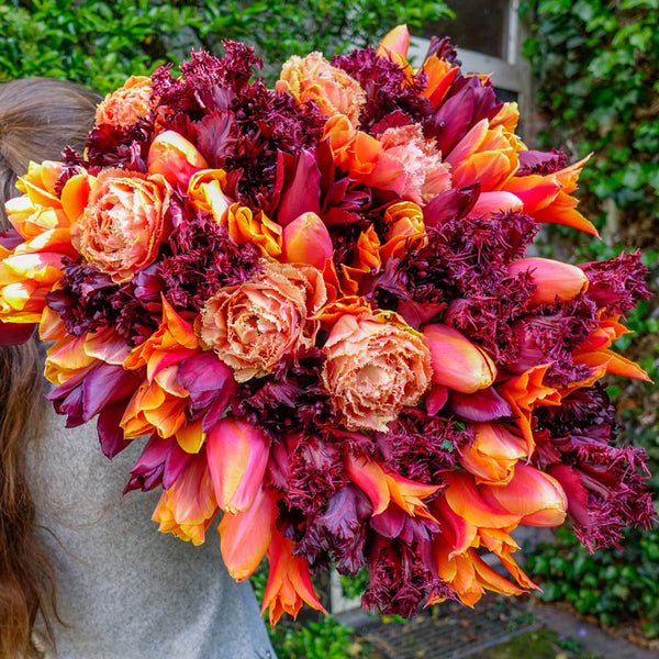 Cranberry-Apple Crunch Tulip Mixture Bulbs Blooms Species Growing Bonsai Roots Rhizomes Corms Tubers Potted Planting Reblooming Fragrant Garden Flower Seeds Plant