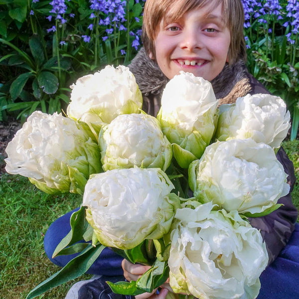 Whipped Cream Tulip Bulbs Blooms Species Growing Bonsai Roots Rhizomes Corms Tubers Potted Planting Reblooming Fragrant Garden Flower Seeds Plant
