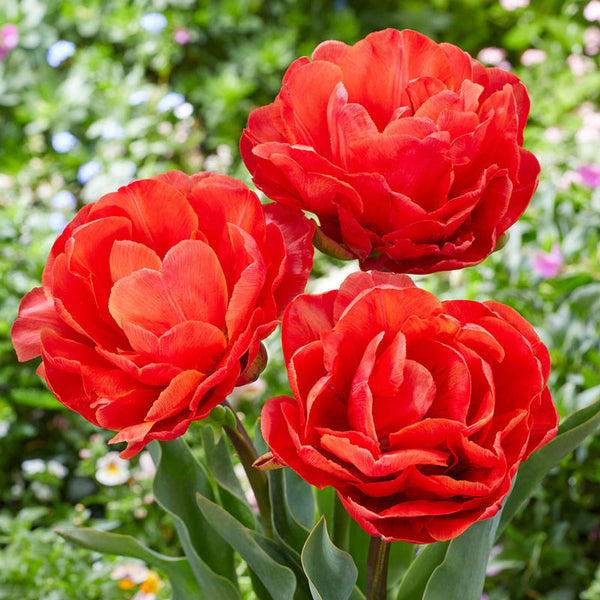 La Cerise Tulip Bulbs Blooms Species Growing Bonsai Roots Rhizomes Corms Tubers Potted Planting Reblooming Fragrant Garden Flower Seeds Plant
