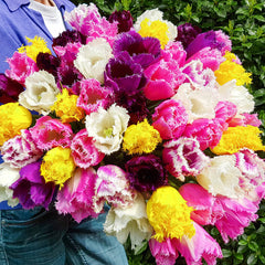 Fringed Tulip Mixture Bulbs Blooms Species Growing Bonsai Roots Rhizomes Corms Tubers Potted Planting Reblooming Fragrant Garden Flower Seeds Plant
