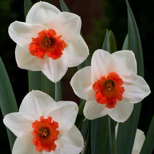 Cool Flame Daffodil Narcissus Bulbs Blooms Species Growing Bonsai Roots Rhizomes Corms Tubers Potted Planting Reblooming Fragrant Garden Flower Seeds Plant