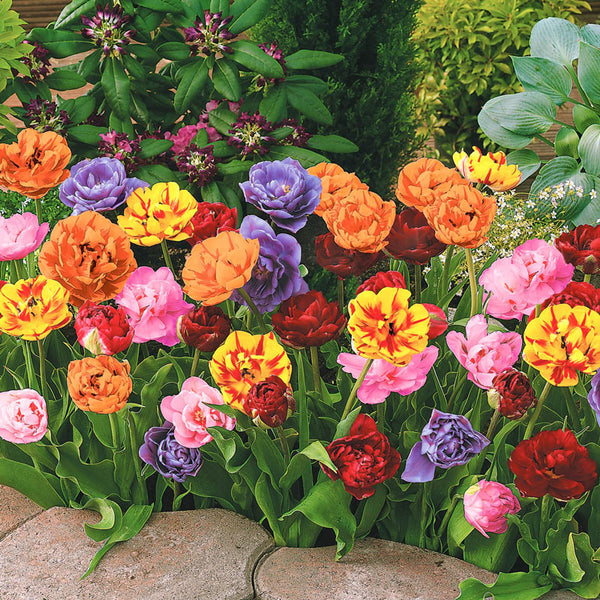 Peony-Flowering Tulip Collection Bulbs Blooms Species Growing Bonsai Roots Rhizomes Corms Tubers Potted Planting Reblooming Fragrant Garden Flower Seeds Plant