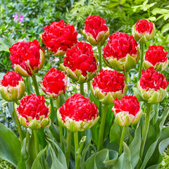 La Baule Tulip Bulbs Blooms Species Growing Bonsai Roots Rhizomes Corms Tubers Potted Planting Reblooming Fragrant Garden Flower Seeds Plant