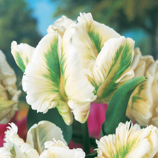 Super Parrot Tulip Bulbs Blooms Species Growing Bonsai Roots Rhizomes Corms Tubers Potted Planting Reblooming Fragrant Garden Flower Seeds Plant