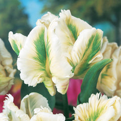 Super Parrot Tulip Bulbs Blooms Species Growing Bonsai Roots Rhizomes Corms Tubers Potted Planting Reblooming Fragrant Garden Flower Seeds Plant