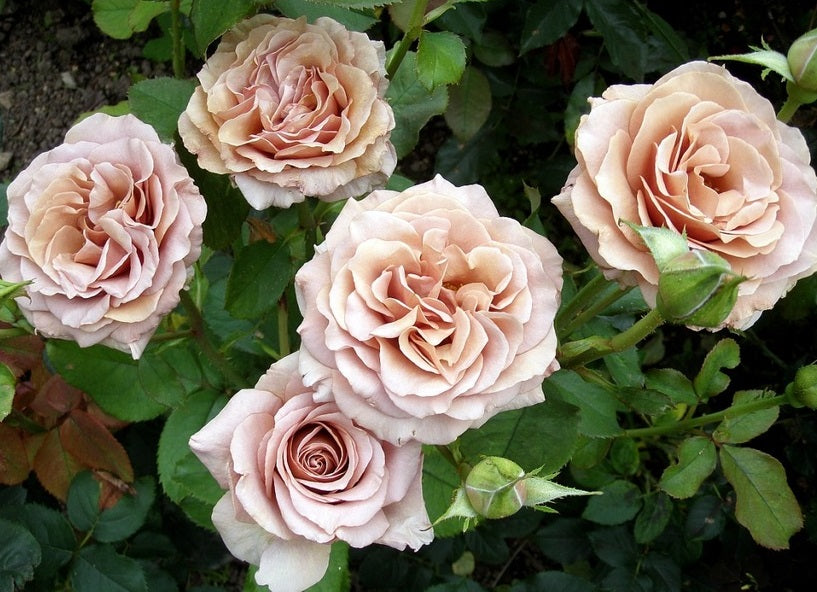 Mochia Roses Mocha Rose Plant Seedlings Flower Seeds Perennial Growing Bonsai Corms ...