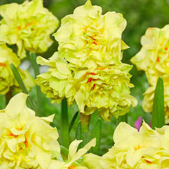 Multi-Flowering Double Daffodil Fairness Narcissus Bulbs Blooms Species Growing Bonsai Roots Rhizomes Corms Tubers Potted Planting Reblooming Fragrant Garden Flower Seeds Plant
