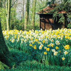 Springtime Supernova Daffodil Mix Narcissus Bulbs Blooms Species Growing Bonsai Roots Rhizomes Corms Tubers Potted Planting Reblooming Fragrant Garden Flower Seeds Plant