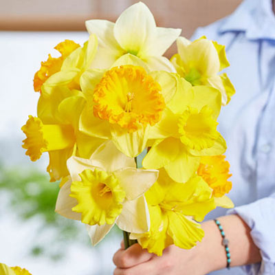 Springtime Supernova Daffodil Mix Narcissus Bulbs Blooms Species Growing Bonsai Roots Rhizomes Corms Tubers Potted Planting Reblooming Fragrant Garden Flower Seeds Plant