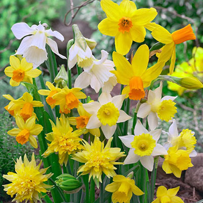 Dwarf Daffodil Mixture Daffodil Narcissus Bulbs Blooms Species Growing Bonsai Roots Rhizomes Corms Tubers Potted Planting Reblooming Fragrant Garden Flower Seeds Plant